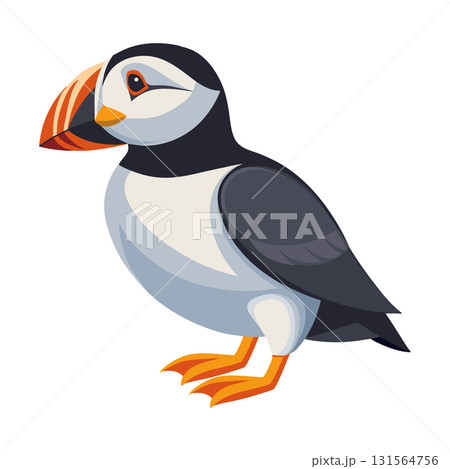 Little puffin Bird. Puffin isolated on white background. Fauna. Ornithology Illustration. Little puffin Bird. Puffin isolated on white background. Fauna. Ornithology Illustration. 131564756