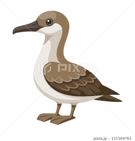 Seabird shearwater. Thunderbird bird isolated on white background. Fauna. Illustration. 131564761