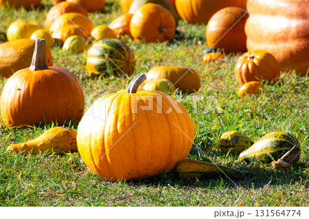 ハロウィンでよく使われるオレンジ色のお化けかぼちゃのある風景 ハロウィンでよく使われるオレンジ色のお化けかぼちゃのある風景 131564774