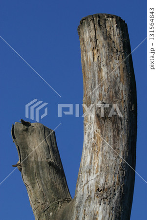 Dead tree 131564843