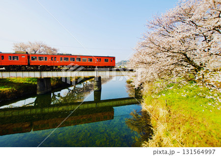 レトロなディーゼル列車と満開の桜 レトロなディーゼル列車と満開の桜 131564997