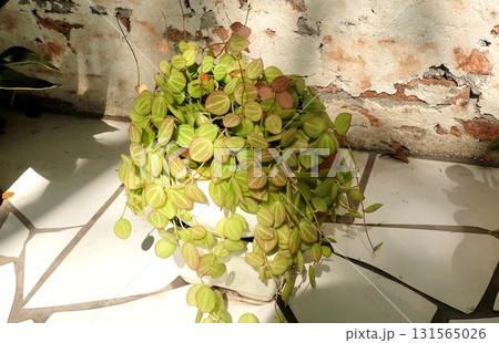 Watermelon Dischidia Potted with Vintage Wall 131565026