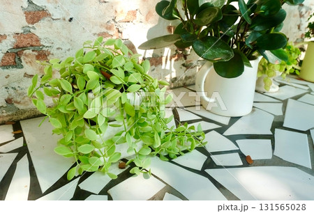 Cute Small Dischidia Houseplant for Home Decor Collection 131565028