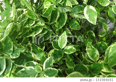Alocasia Buddha's Hand Plant, Tropical Leaf Background 131565031