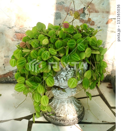 Small Watermelon Dischidia Cute Potted Trailing Plant Small Watermelon Dischidia Cute Potted Trailing Plant 131565036