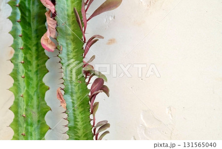 Succulent Stem Spines with Variegated Leaf 131565040