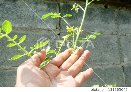 Gardener Inspecting Tomato Flower Health for Future Harvest Gardener Inspecting Tomato Flower Health for Future Harvest 131565045