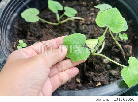 Gardener Inspecting Cucumber Seedling Before Planting Gardener Inspecting Cucumber Seedling Before Planting 131565056