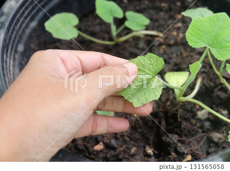 Gardener Inspecting Cucumber Seedling Leaf to Check Pest Disease Gardener Inspecting Cucumber Seedling Leaf to Check Pest Disease 131565058