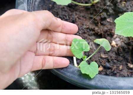 Hand Checking Strong Cucumber Seedling in Nursery Pot 131565059