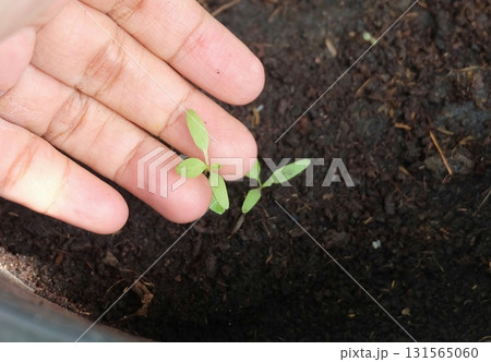 Hand Inspecting Strong Fresh Tomato Seedling Growth 131565060