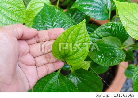 Hand Holding Betel Leaf, Digestive Health Herb Hand Holding Betel Leaf, Digestive Health Herb 131565065