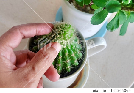 Hand Touching Small Cactus Potted Teacup Planter Gift 131565069