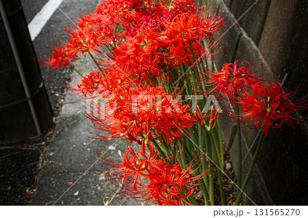 秋雨に濡れて静かに咲く真紅の曼殊沙華 131565270