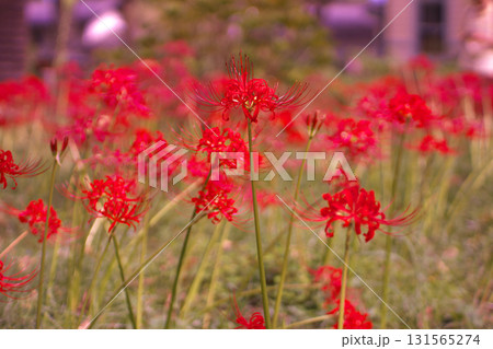 秋の初めの公園で華やかに咲く真紅の彼岸花 131565274