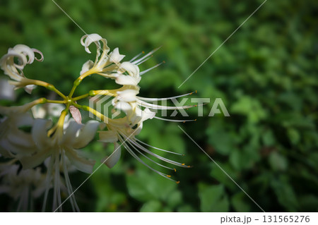 初秋の公園で艶やかに咲き誇る白い曼殊沙華 131565276