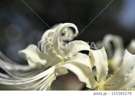 初秋の晴れた日の公園に咲いた白い曼殊沙華 131565279