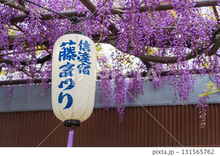 熊野街道信達宿 梶本家の野田藤、藤まつり。泉南市、大阪府、日本 熊野街道信達宿 梶本家の野田藤、藤まつり。泉南市、大阪府、日本 131565762