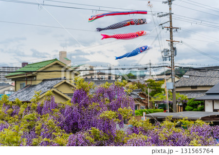 藤の花の上を泳ぐ鯉のぼり、日本の春の伝統的な風景。熊野街道信達宿 梶本家の野田藤、泉南市、大阪府 藤の花の上を泳ぐ鯉のぼり、日本の春の伝統的な風景。熊野街道信達宿 梶本家の野田藤、泉南市、大阪府 131565764