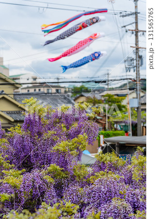 藤の花の上を泳ぐ鯉のぼり、日本の春の伝統的な風景。熊野街道信達宿 梶本家の野田藤、泉南市、大阪府 131565765