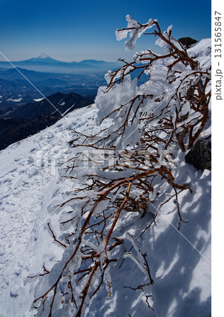 冬の八ヶ岳連峰・横岳稜線から見る富士山と樹氷 131565847