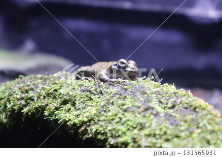 苔の上のカジカガエル 苔の上のカジカガエル 131565931