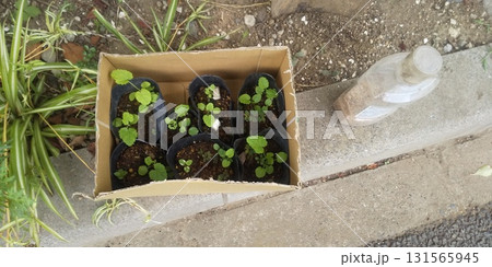 タチアオイ苗 タチアオイ苗 131565945