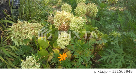 色の変化が楽しめるアナベルアジサイ 131565949