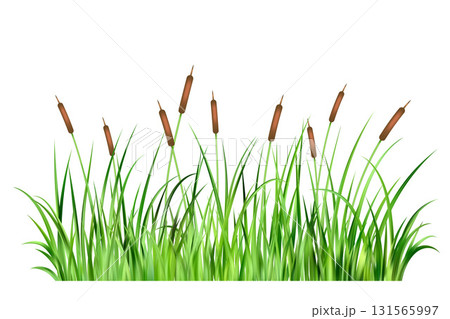 Grass reed on swamp and lake. Vector long cattails on wetland isolated on white background. Bulrush thicket cartoon illustration. Green wild aquatic coastal foliage 131565997