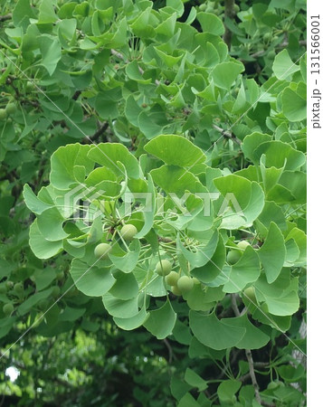 天然記念物の逆さイチョウ 131566001