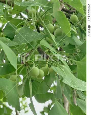 青々とした珍しいイチョウの実 131566002