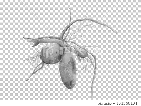 用水彩畫的新鮮挖出的單色紅薯。插圖素材[手繪]白色背景摳圖 131566131