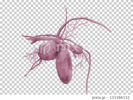水彩畫的剛挖好的紫薯。插圖素材[手繪]白色背景摳圖 131566132