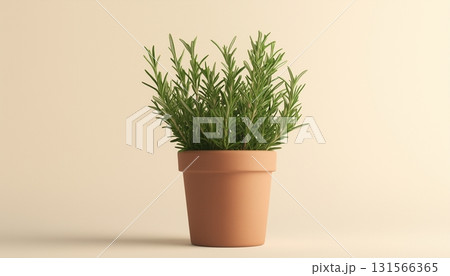 Rosemary green plant on brown clay pot for herb in house plant 131566365