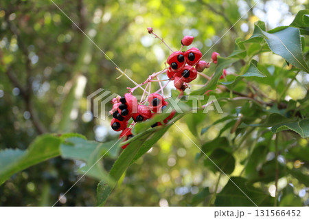 ゴンズイの果実 131566452