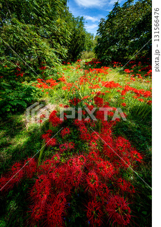 緑の林に映える真っ赤な彼岸花の群生 131566476