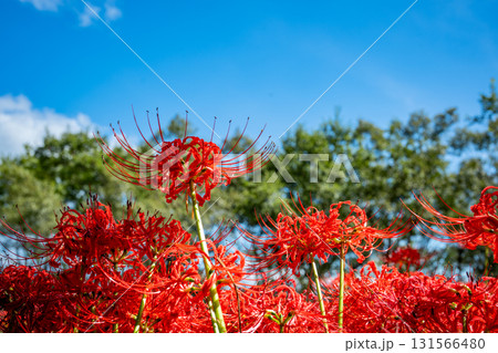 空に向かって咲く彼岸花の花々 131566480