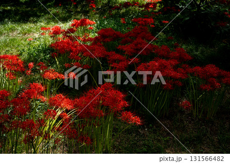 木漏れ日に照らされる彼岸花の群生 131566482