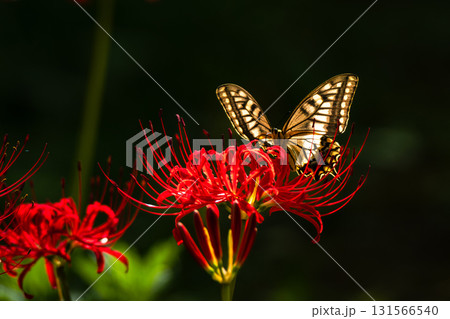 彼岸花に飛来するアゲハチョウ 131566540