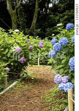 紫陽花の花風景-13 131566623