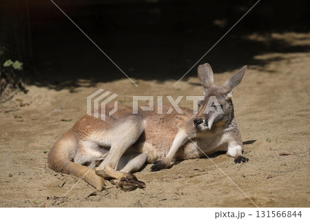 横になり休むアカカンガルー 横になり休むアカカンガルー 131566844