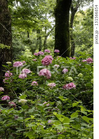 紫陽花の花風景-20 紫陽花の花風景-20 131566854