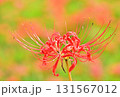 赤い彼岸花 131567012