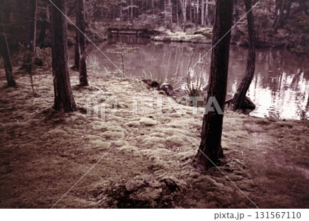 古写真 1956年 京都 西芳寺の庭園 古写真 1956年 京都 西芳寺の庭園 131567110