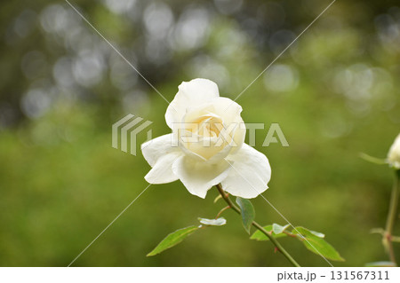 真っ白な秋のバラ 131567311
