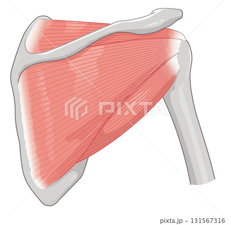 肩の腱板のイラスト rotator cuff of the shoulder 131567316