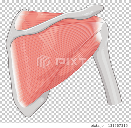 肩の腱板のイラスト rotator cuff of the shoulder 131567316