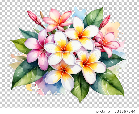 雞蛋花花束水彩插圖 131567344