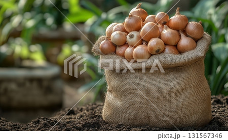 Fresh organic onion vegetable on sack bag container after harvesting in soil garden Fresh organic onion vegetable on sack bag container after harvesting in soil garden 131567346