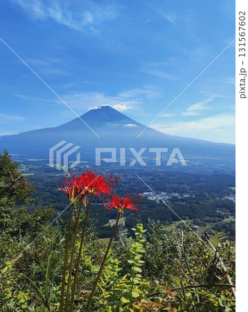 富士山と彼岸花 131567602